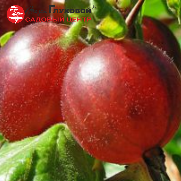 Основное изображение товара