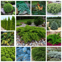 Новое поступление хвойных