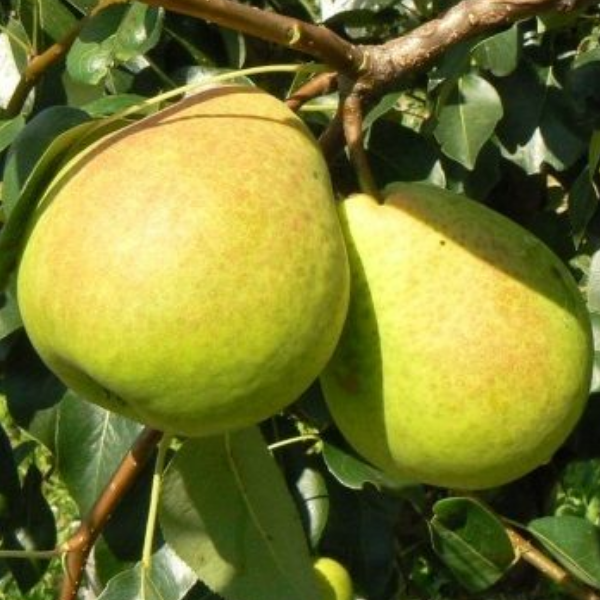 Груша Кудесница (летний сорт) 2-летка