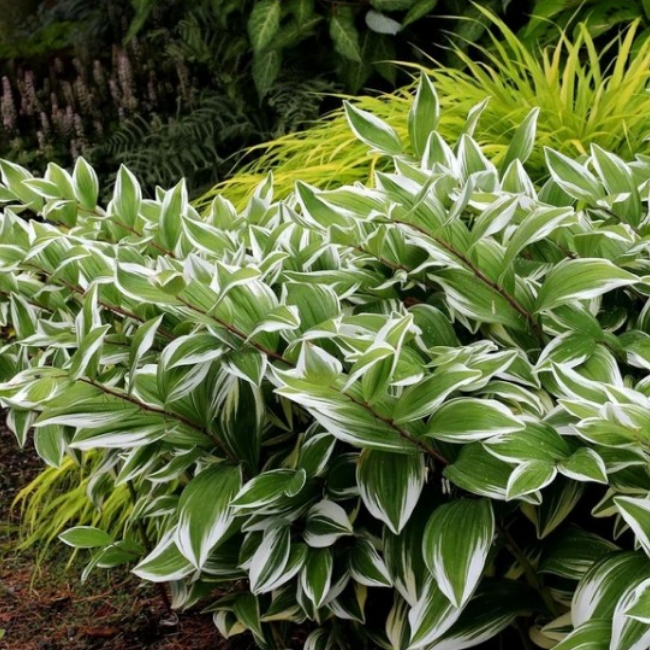 Основное изображение товара