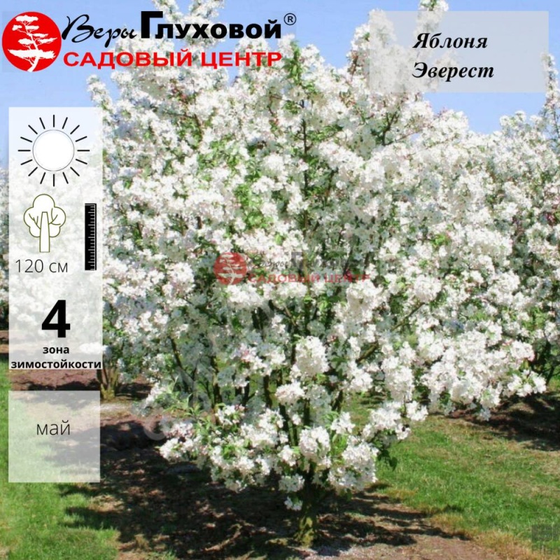 Основное изображение товара