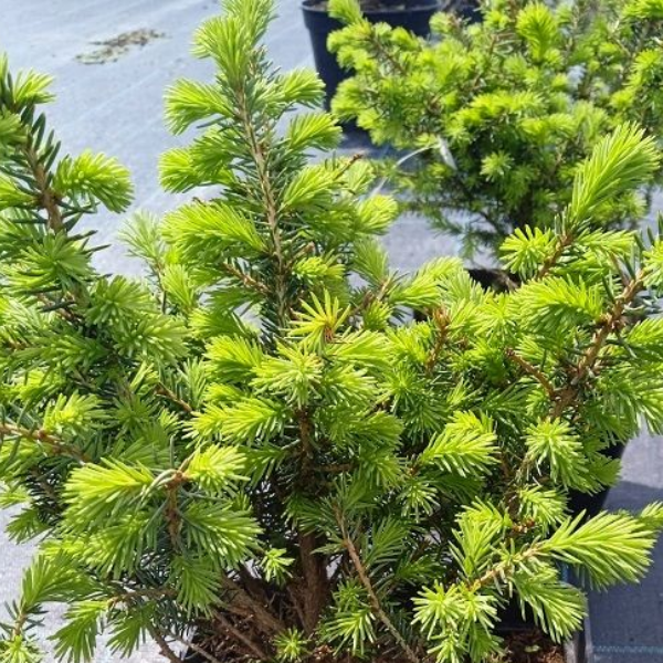 Ель сербская "Карел" Picea omorica "Karel"