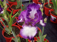 Зацвели бородатые ирисы