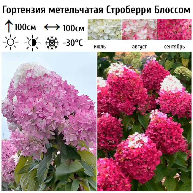 Гортензия метельчатая Строберри Блоссом