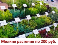 Предлагаем вашему вниманию небольшие растения по 200 рублей !