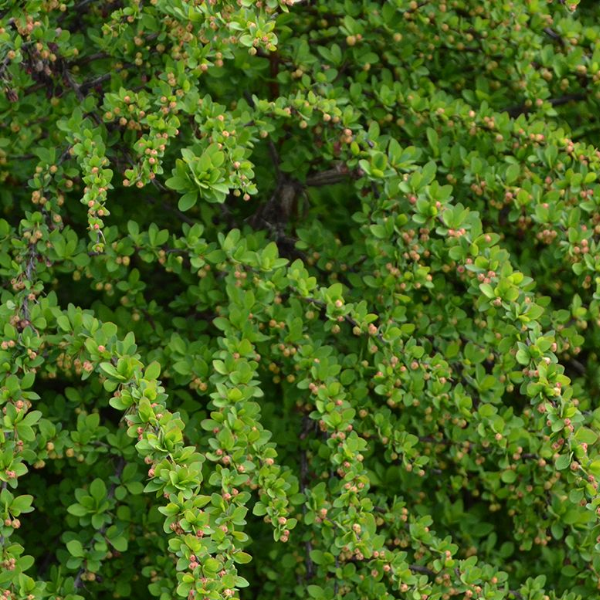 Основное изображение товара