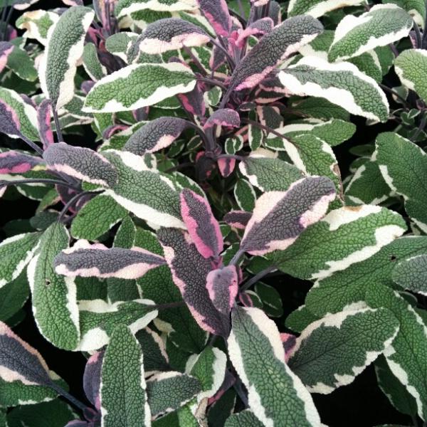 Шалфей лекарственный "Tricolor" - Salvia officinalis "Tricolor" 17/45