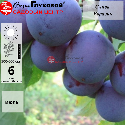 Слива Евразия 21