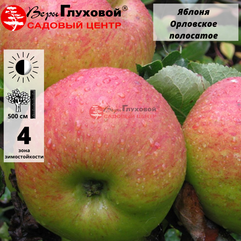 Основное изображение товара