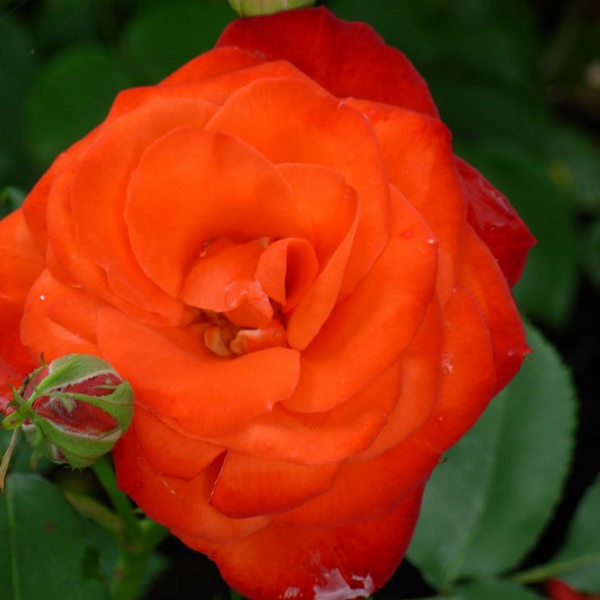 Основное изображение товара