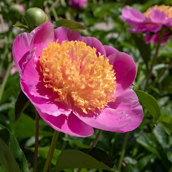 Основное изображение товара