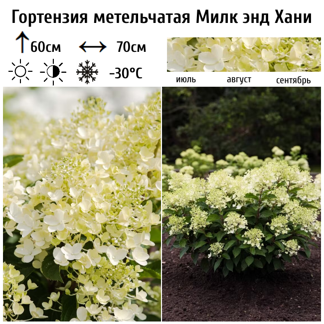 Гортензия метельчатая Милк энд Хани