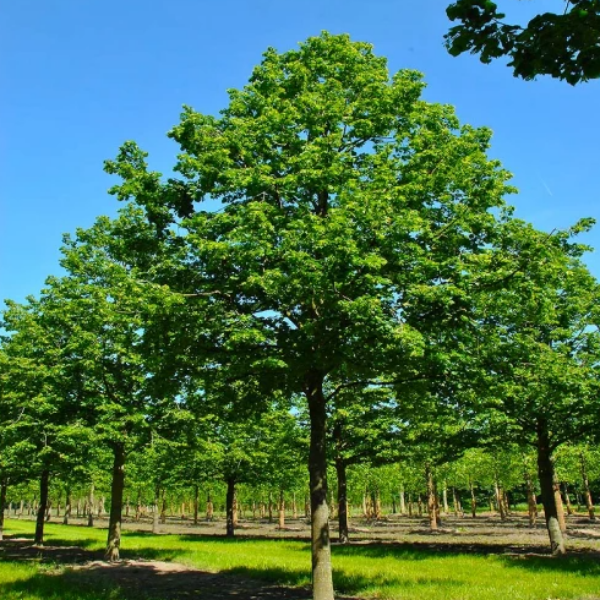 Основное изображение товара