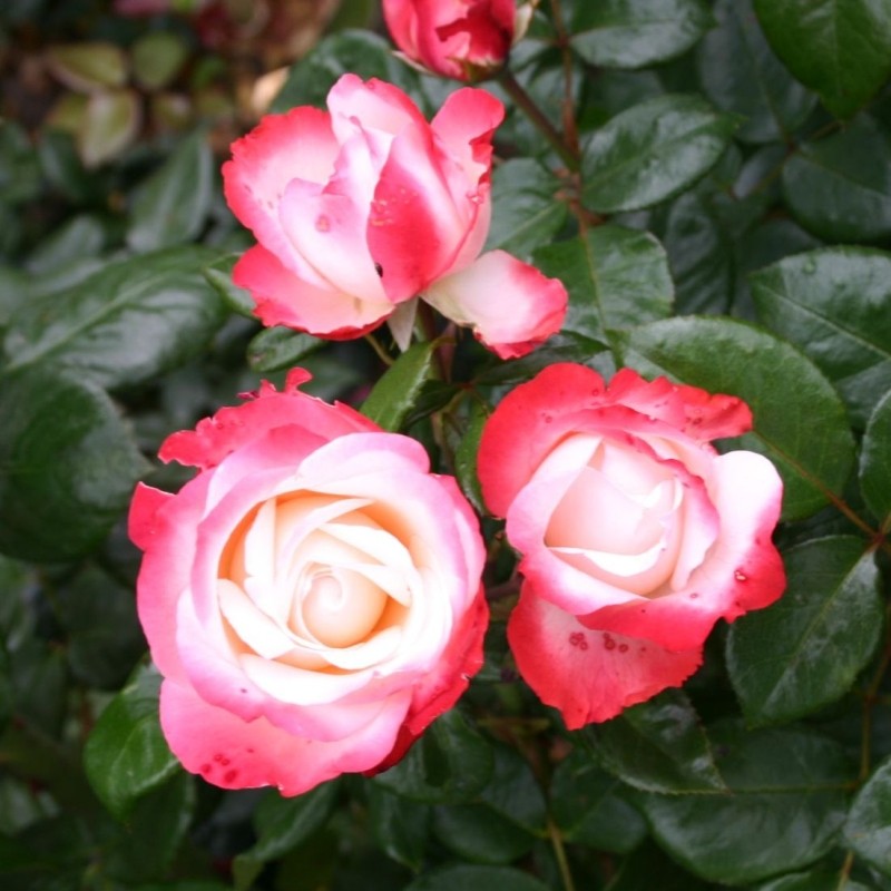 Основное изображение товара