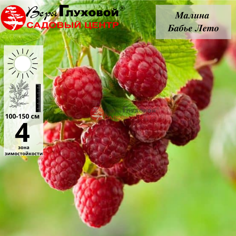 Малина Бабье лето