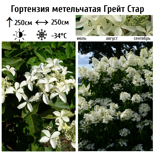 Гортензия метельчатая Грейт Стар