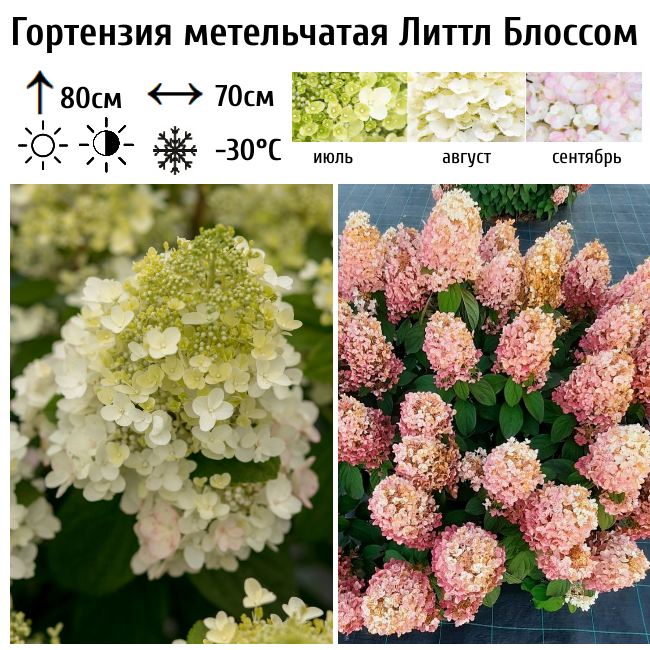 Гортензия метельчатая Литтл Блоссом