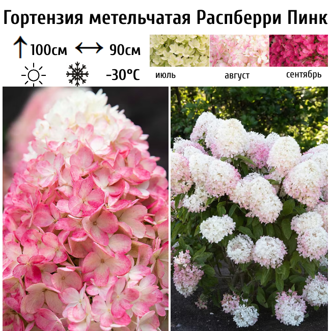 Гортензия метельчатая Распберри Пинк