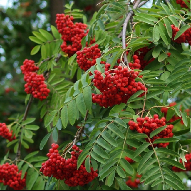 Рябина Мичуринская Десертная