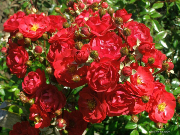 Основное изображение товара