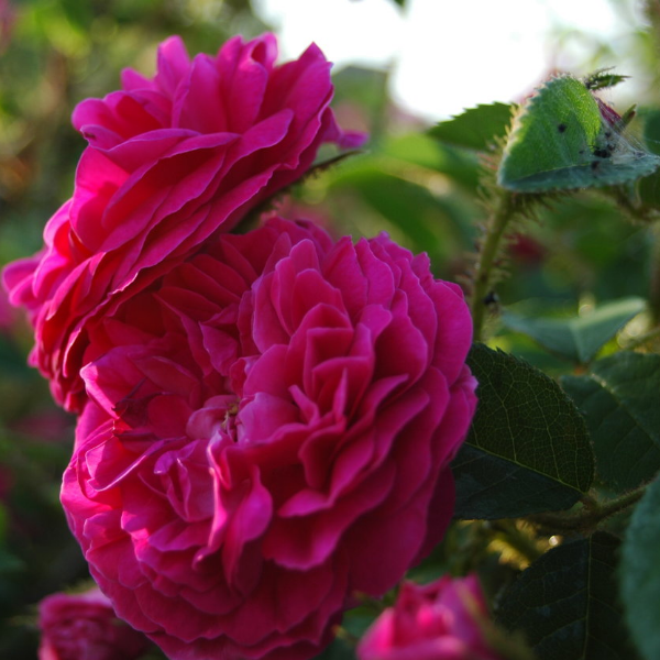 Основное изображение товара