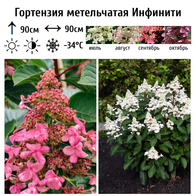 Гортензия метельчатая Инфинити