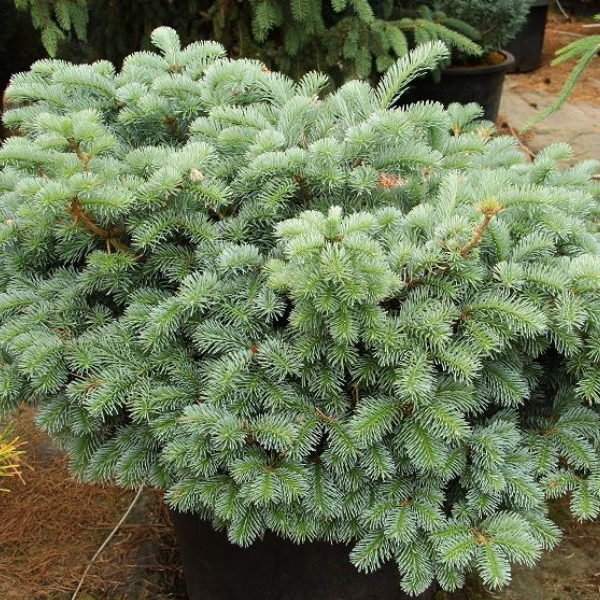 Основное изображение товара