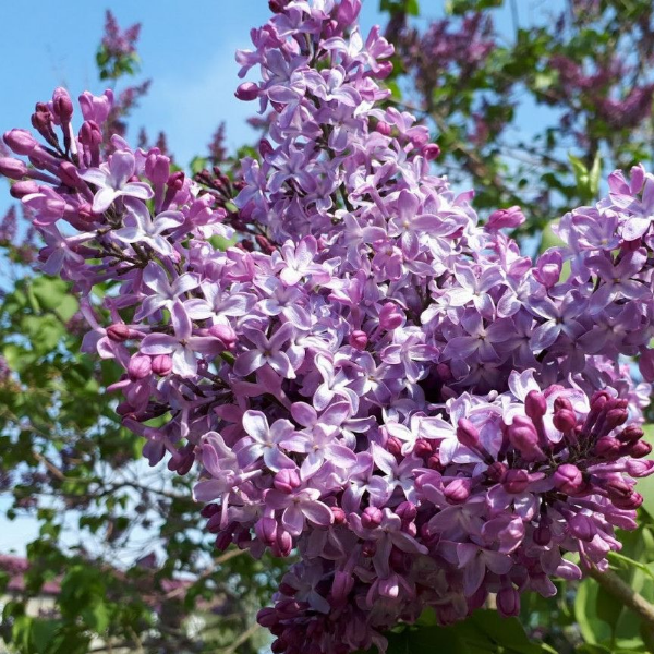 Основное изображение товара