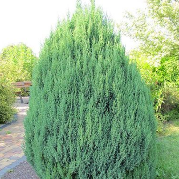 Можжевельник китайский "Стрикта" - Juniperus chinensis "Stricta"