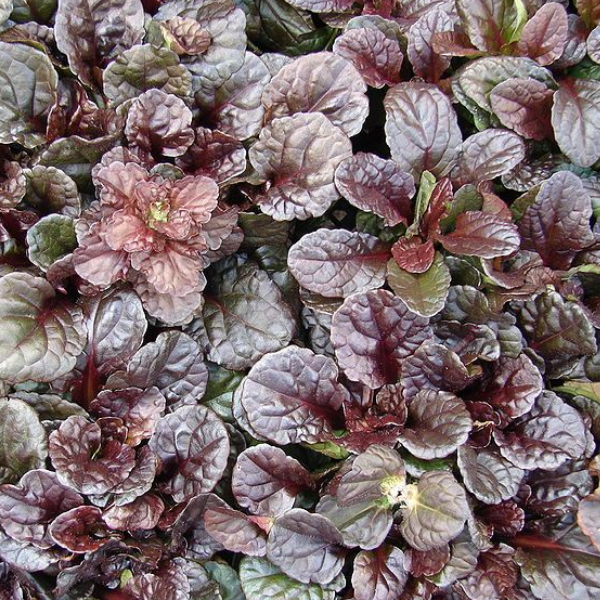 Основное изображение товара