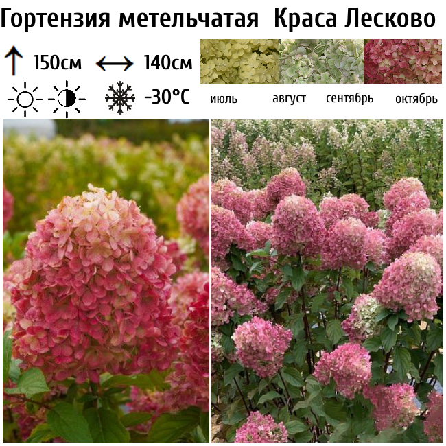 Гортензия метельчатая Краса Лесково