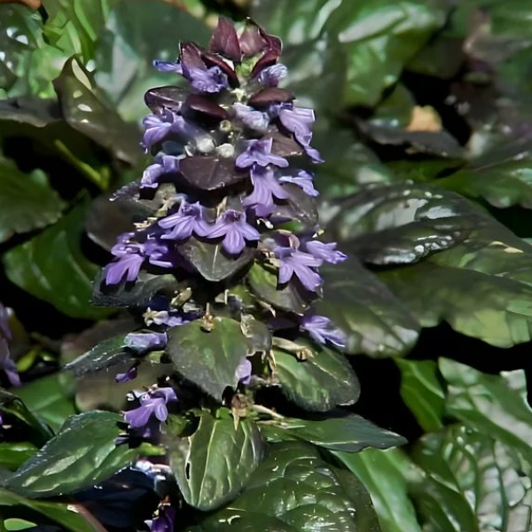 Живучка ползучая Катлис Гиант