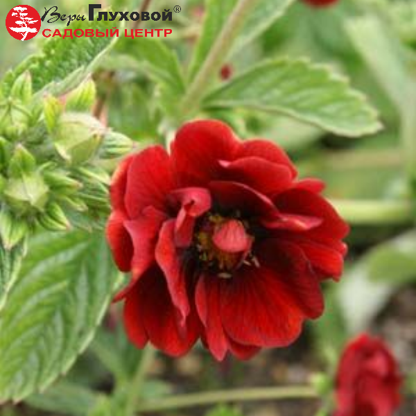 Основное изображение товара