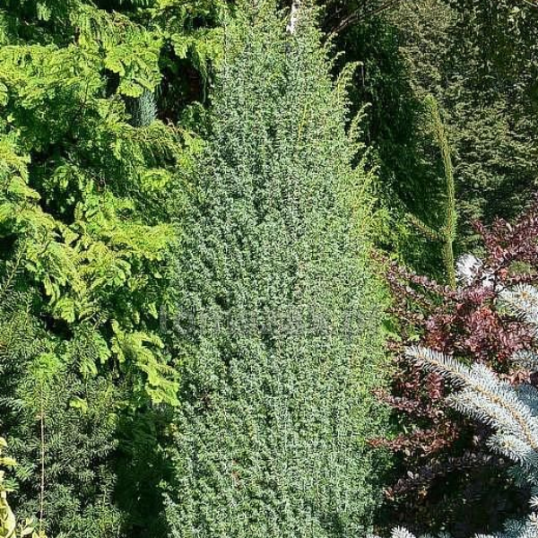 Можжевельник обыкновенный 