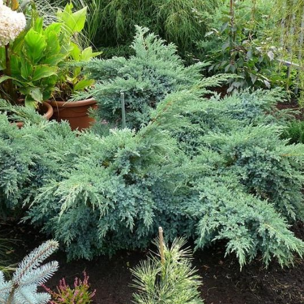 Можжевельник чешуйчатый Блю Шведе