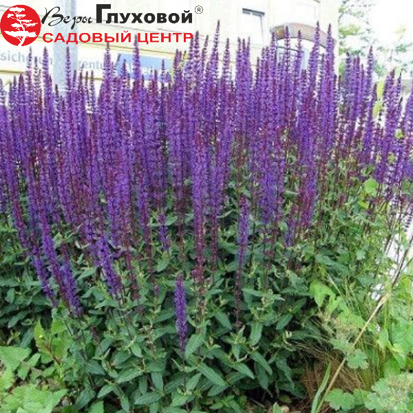 Основное изображение товара