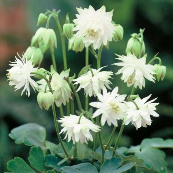 Основное изображение товара