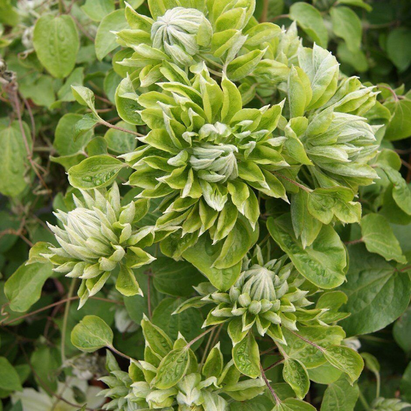 Основное изображение товара