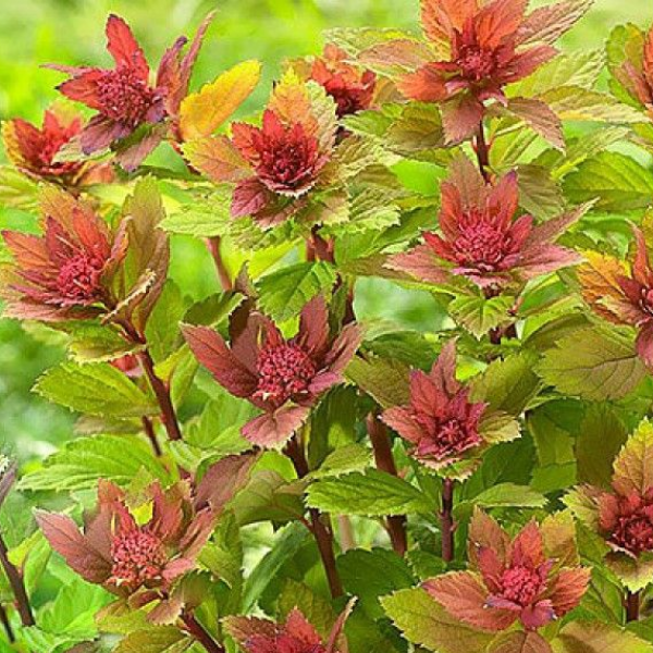 Основное изображение товара