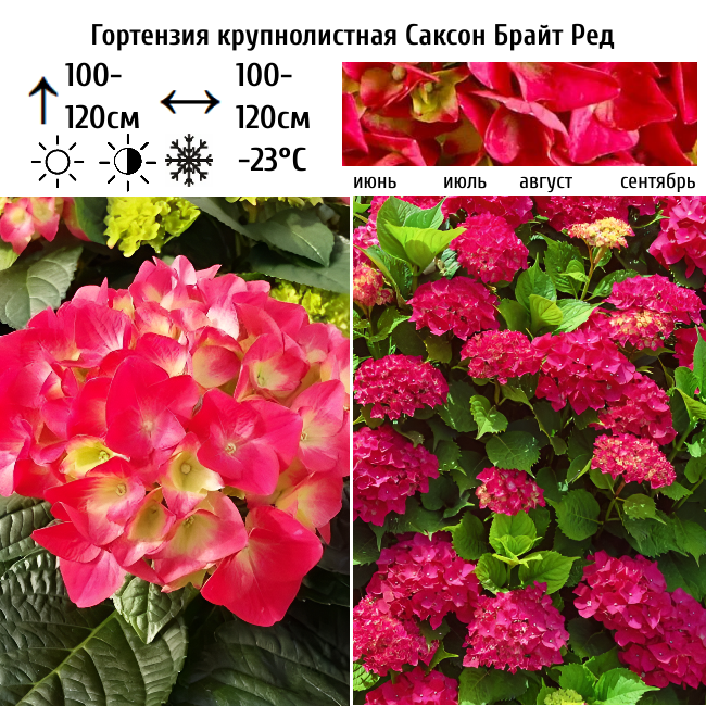 Основное изображение товара