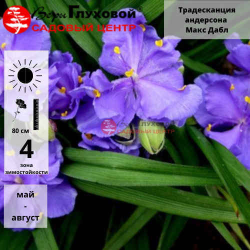 Традесканция андерсона Макс Дабл