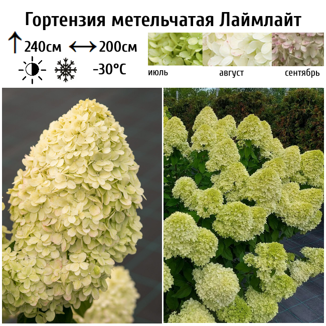 Гортензия метельчатая Лаймлайт