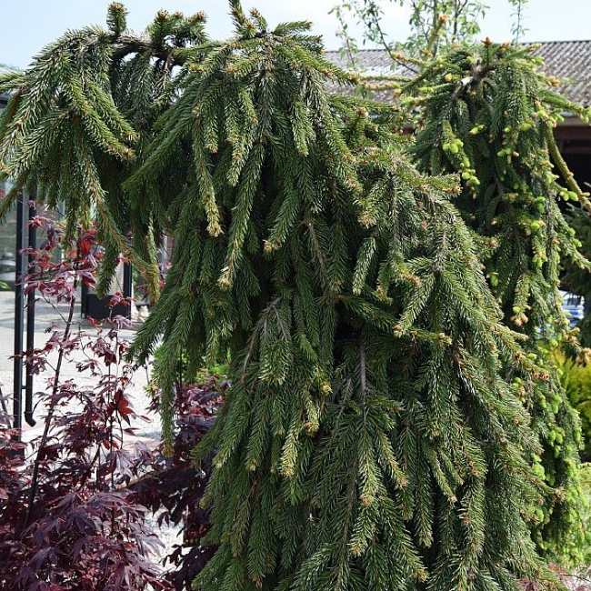 Основное изображение товара