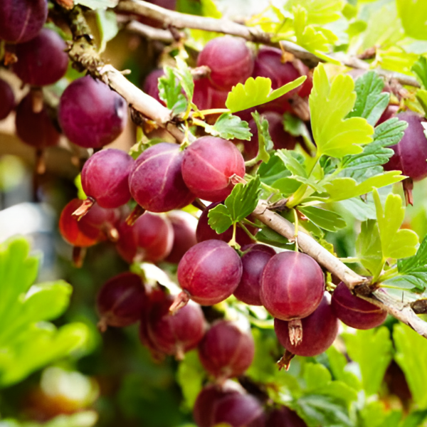 Основное изображение товара