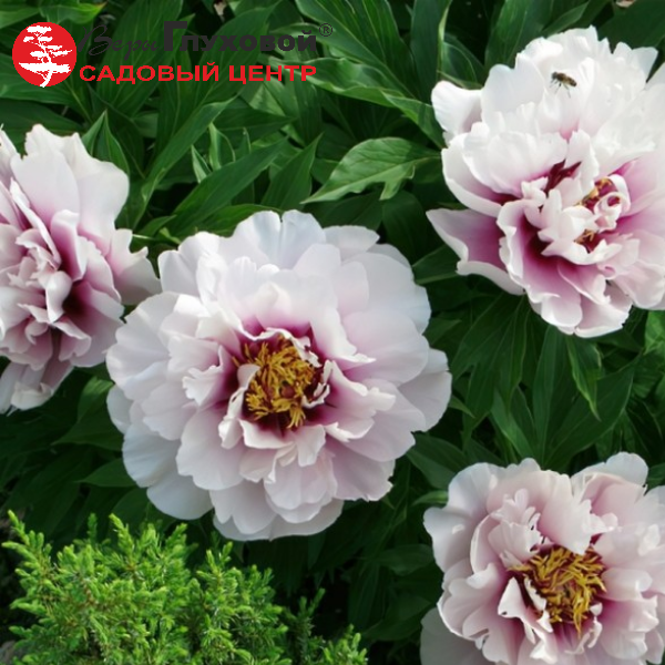 Основное изображение товара