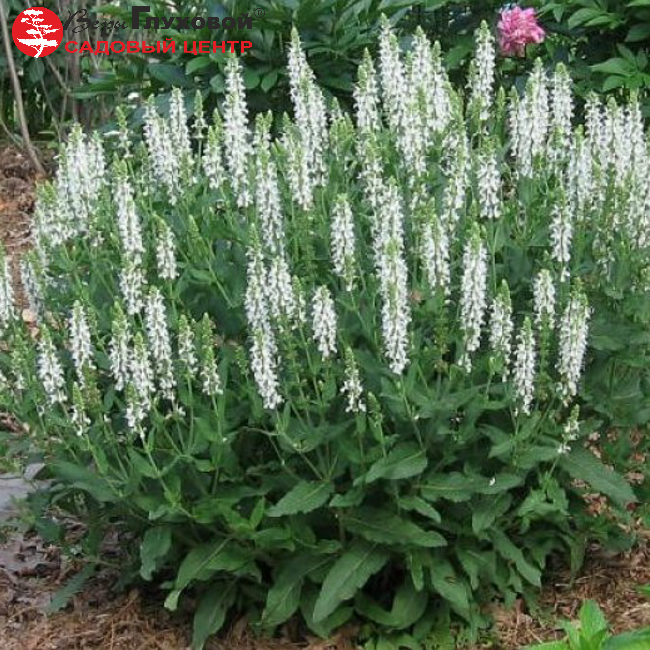 Основное изображение товара