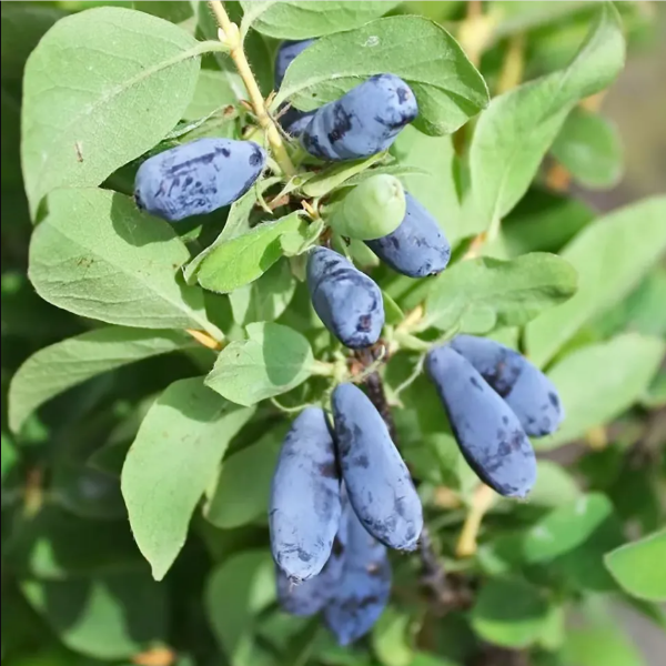 Основное изображение товара