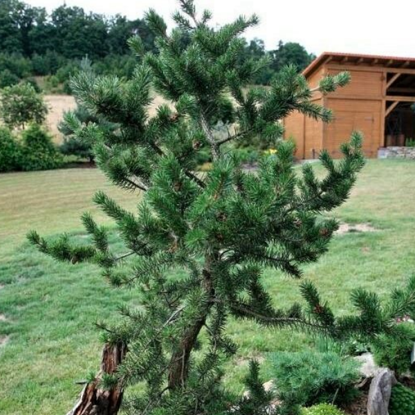 Основное изображение товара