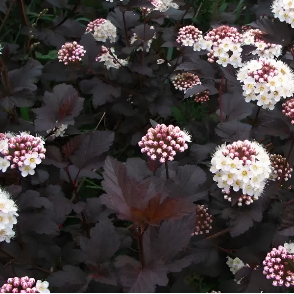 Пузыреплодник калинолистный "Диаболо" - Physocarpus opulifolius «Diabolo»