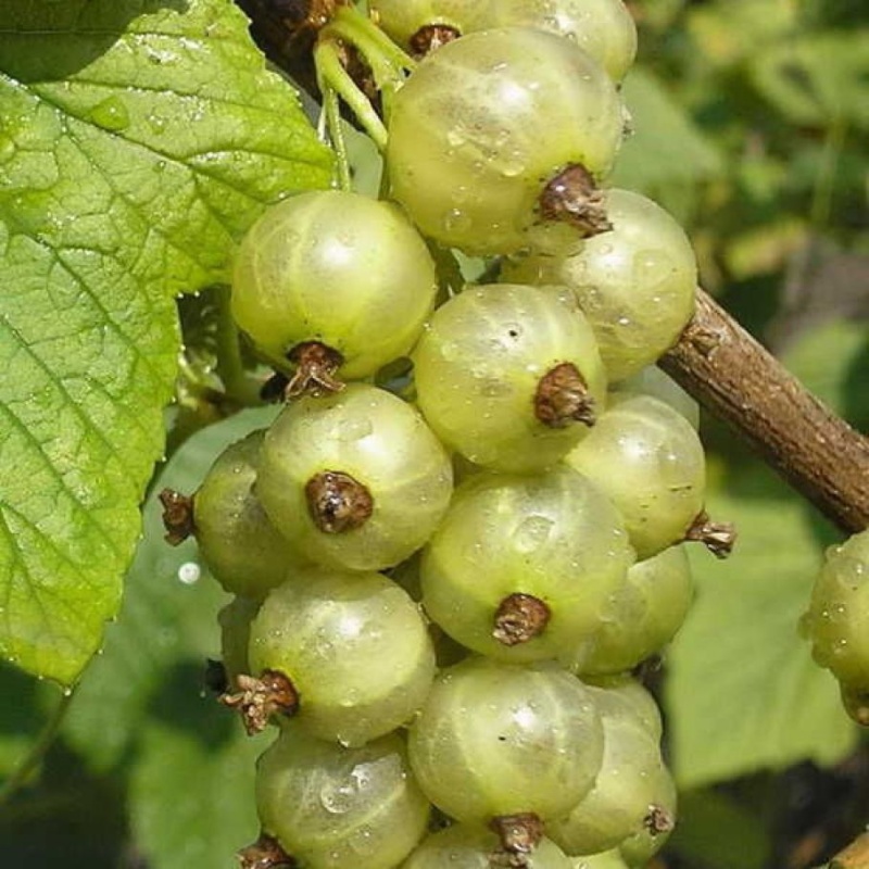 Основное изображение товара